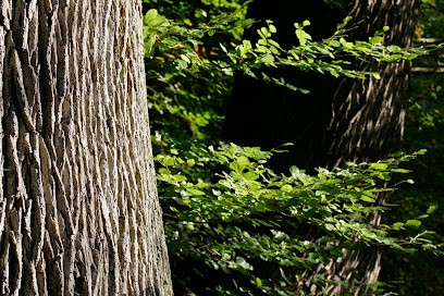 Canadell - Merrandier Depuis 1950, Vendeur de Bois de Chauffage à Trie-sur-Baïse