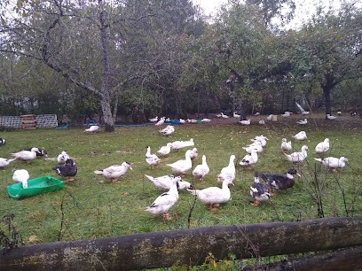 Klur Renault Didier, Vendeur de Bois de Chauffage à Saint-Martin-sur-Nohain