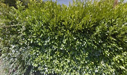 Pin Michel, Vendeur de Bois de Chauffage à Saint-Laurent-du-Pont