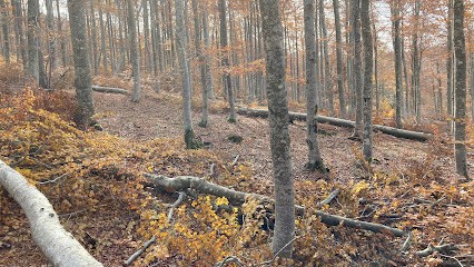 Pires José, Vendeur de Bois de Chauffage à Mauguio