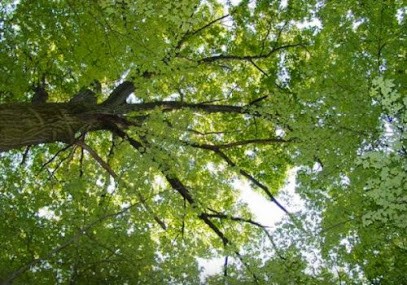 Scierie Collette, Vendeur de Bois de Chauffage à Chemy