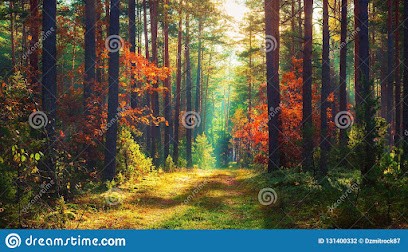 GUY COLLOUD : Bois De Chauffage, Vendeur de Bois de Chauffage à Champanges