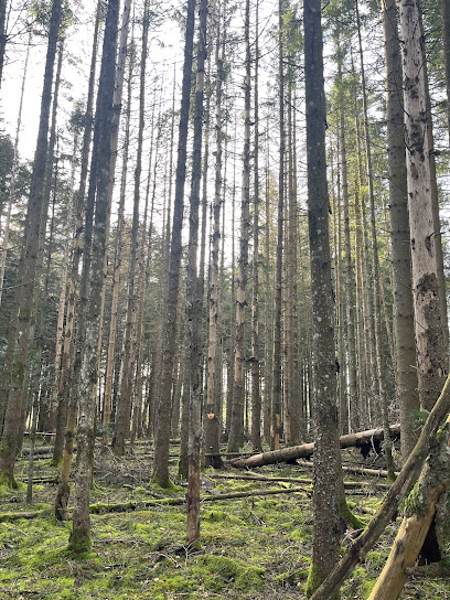 Auvergne Bois M., Négociant En Bois à Prondines