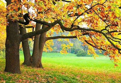 Michel Bois SARL, Vendeur de Bois de Chauffage à Villeneuve-la-Guyard