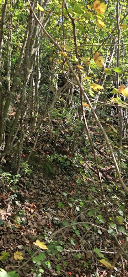 LOGAN BOIS ET PAYSAGES, Vendeur de Bois de Chauffage à Ville-sous-Anjou